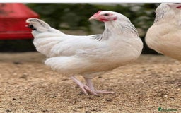 Chickens poultry for sale: Hens (chicken/ducks) Point Of Lay, multiple breeds - Image 9