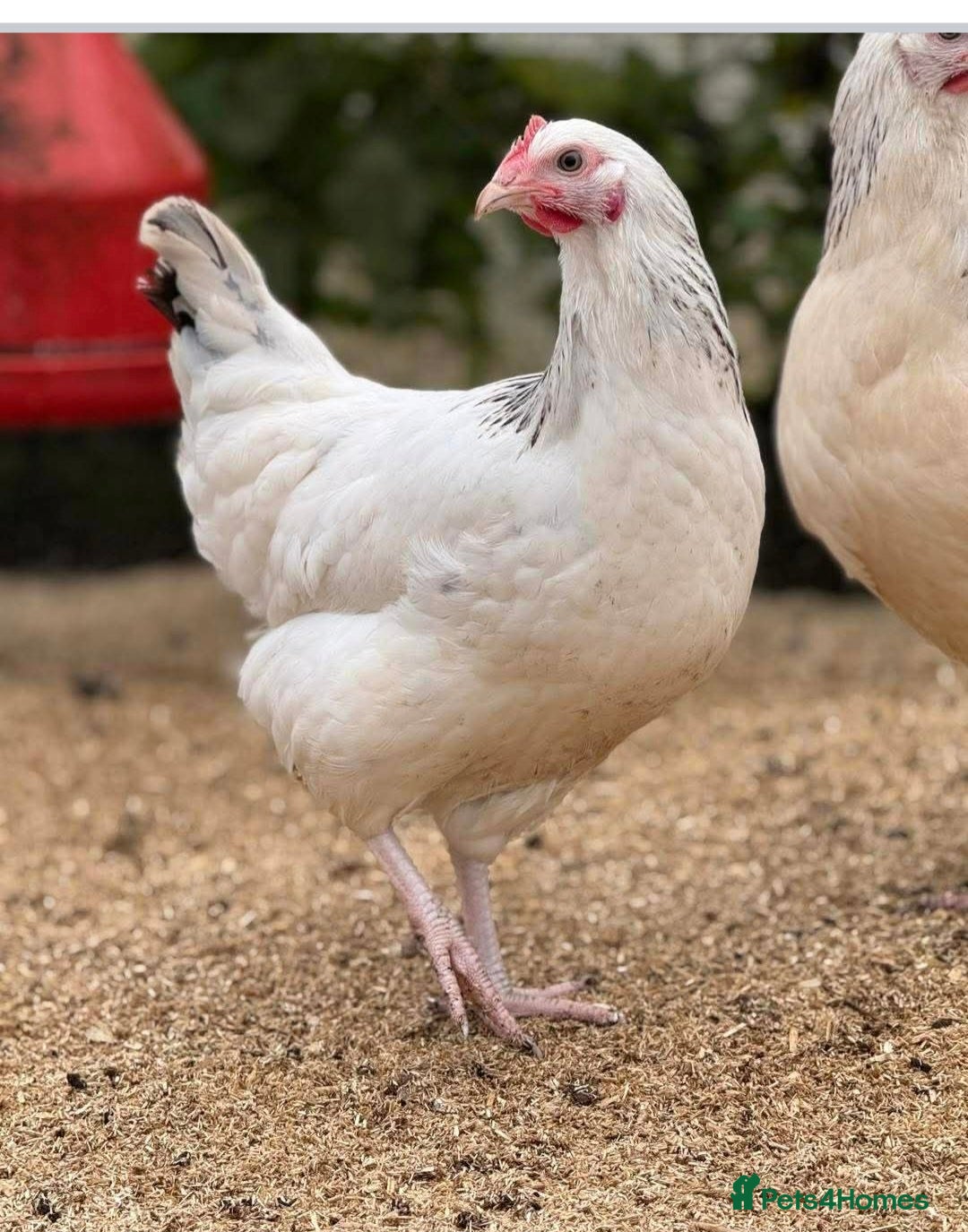 Chickens poultry for sale: Hens (chicken/ducks) Point Of Lay, multiple breeds - Image 9
