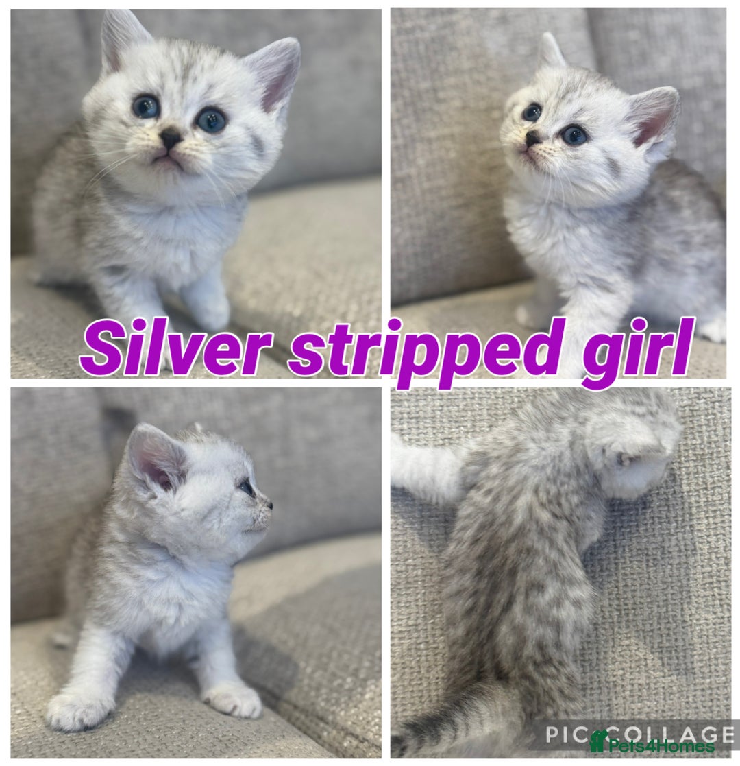 British Shorthair cats for sale: Silver and golden kittens - Advert 3