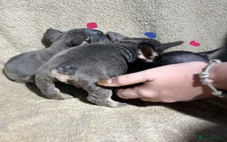 French Bulldog dogs for sale: Beautiful French bulldog puppies  - Image 10