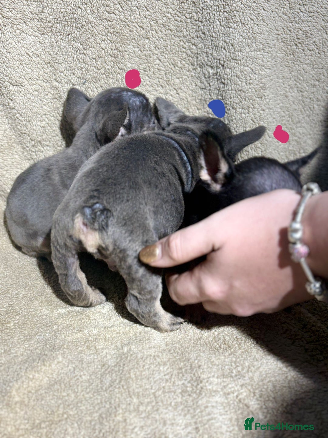 French Bulldog dogs for sale: Beautiful French bulldog puppies  - Image 10