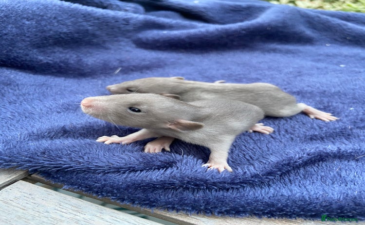 Rat rodents - Advert 1