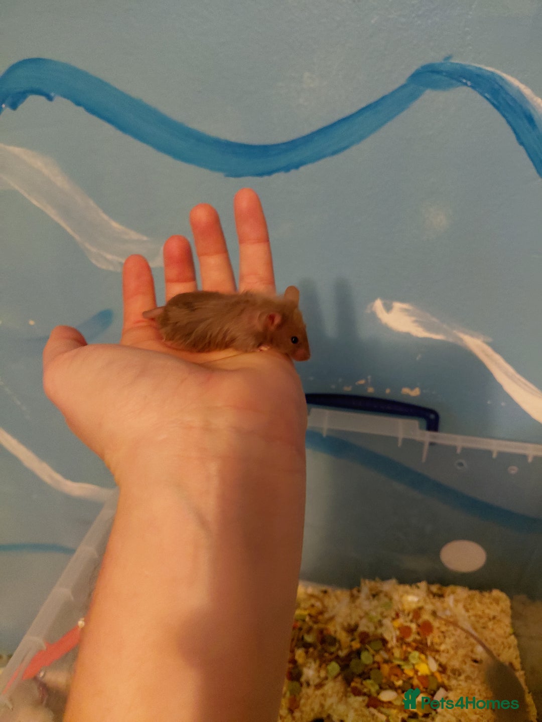 Mouse rodents for sale: Baby boy mouse - Advert 2