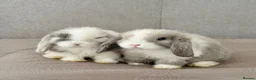 Mini Lop rabbits for sale: ⭐️ Purebred Mini Lops ⭐️ - Advert 3