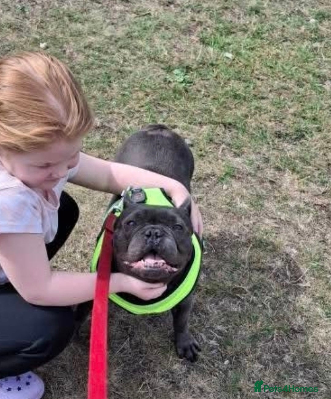 French Bulldog dogs for sale: Beautiful frenchie - Advert 3