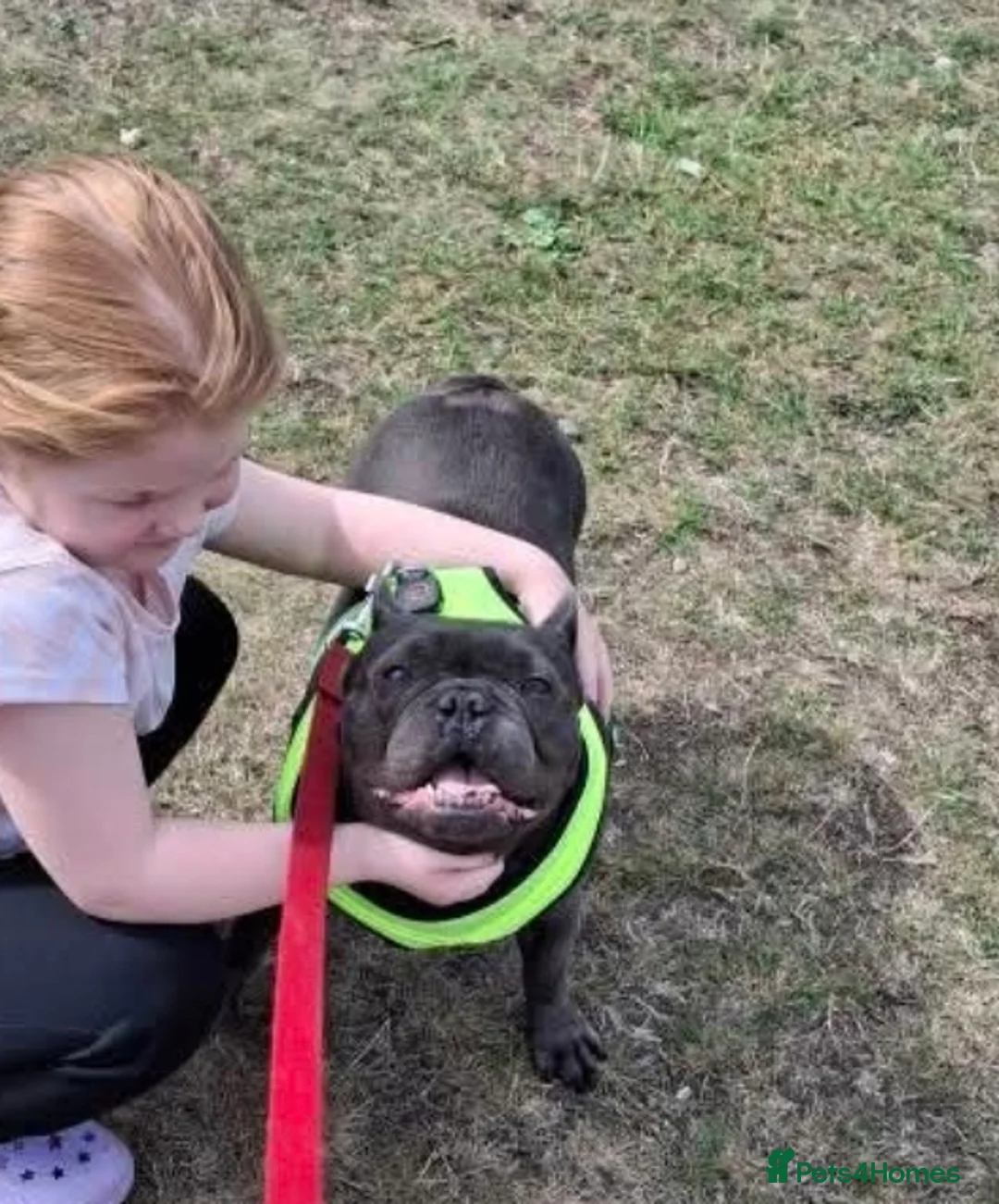 French Bulldog dogs for sale: Beautiful frenchie - Advert 3