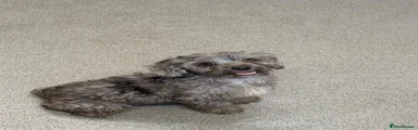 Cockapoo 3