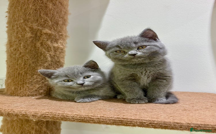 British Shorthair cats - Advert 1