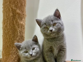 British Shorthair cats - Advert 24