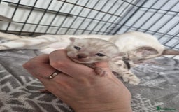 Bengal cats for sale: LAST 1! HEALTH TESTED bengal kittens TICA  - Image 17