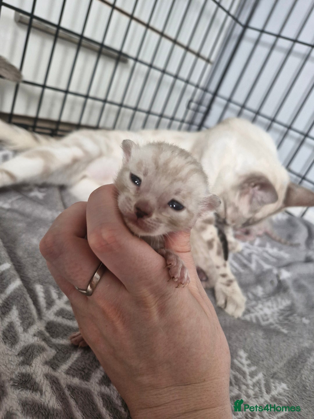 Bengal cats for sale: LAST 1! HEALTH TESTED bengal kittens TICA  - Image 17