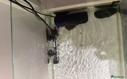 Lovebirds birds for sale: 2 Musk Turtles + Full setup + Foods in Reading - Image 7