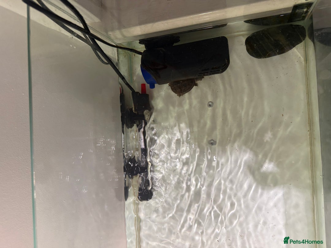 Lovebirds birds for sale: 2 Musk Turtles + Full setup + Foods in Reading - Image 7