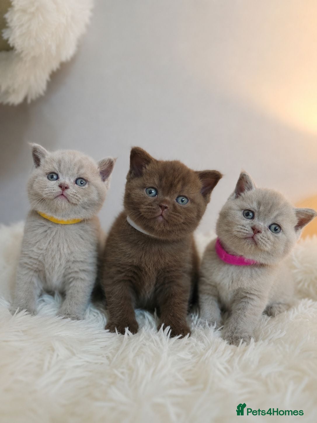 British Shorthair cats Luxury British Shorthair 🧸 Rare Lilac & Cinnamon - Advert 18