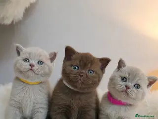 British Shorthair cats Luxury British Shorthair 🧸 Rare Lilac & Cinnamon - Advert 18