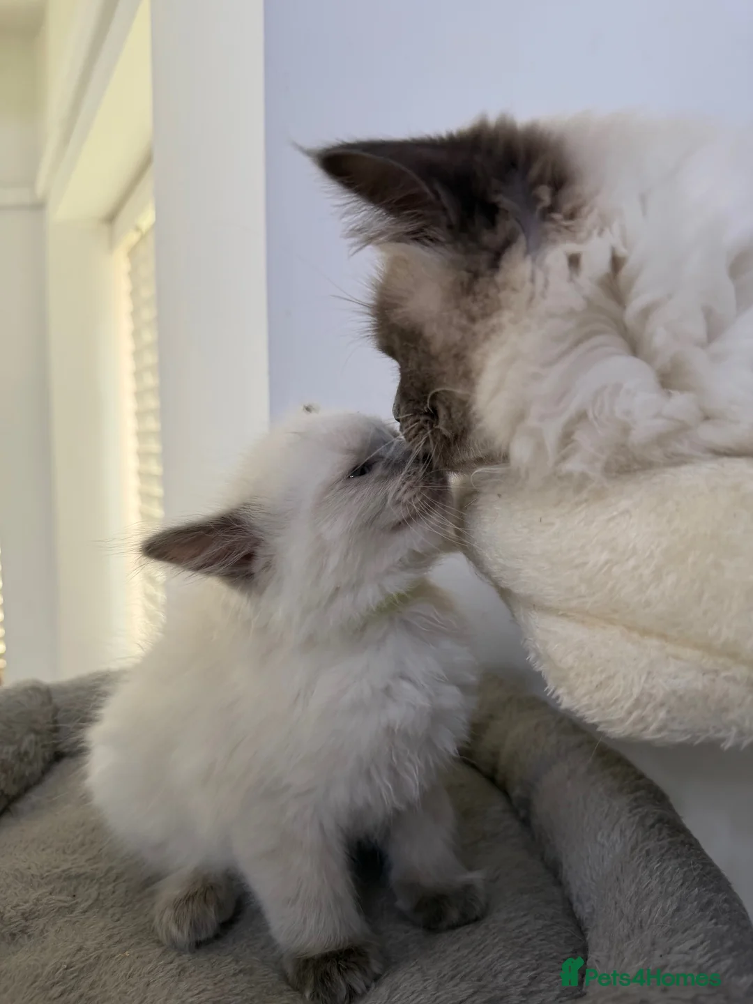 Ragdoll cats for sale: Adorable and friendly Ragdoll Kittens - Advert 19