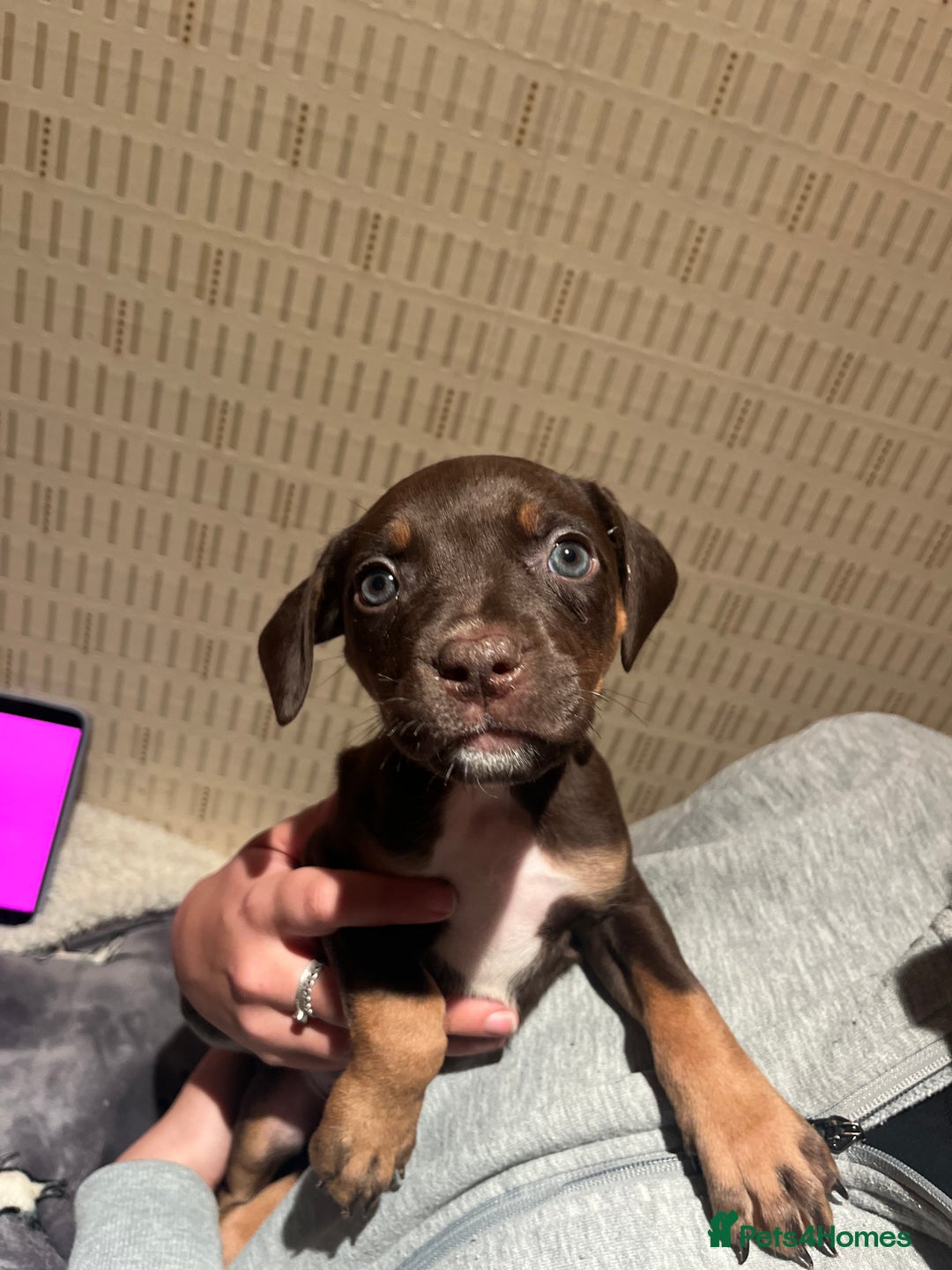 Mixed Breed dogs for sale: Mastiff hybrid - Advert 10