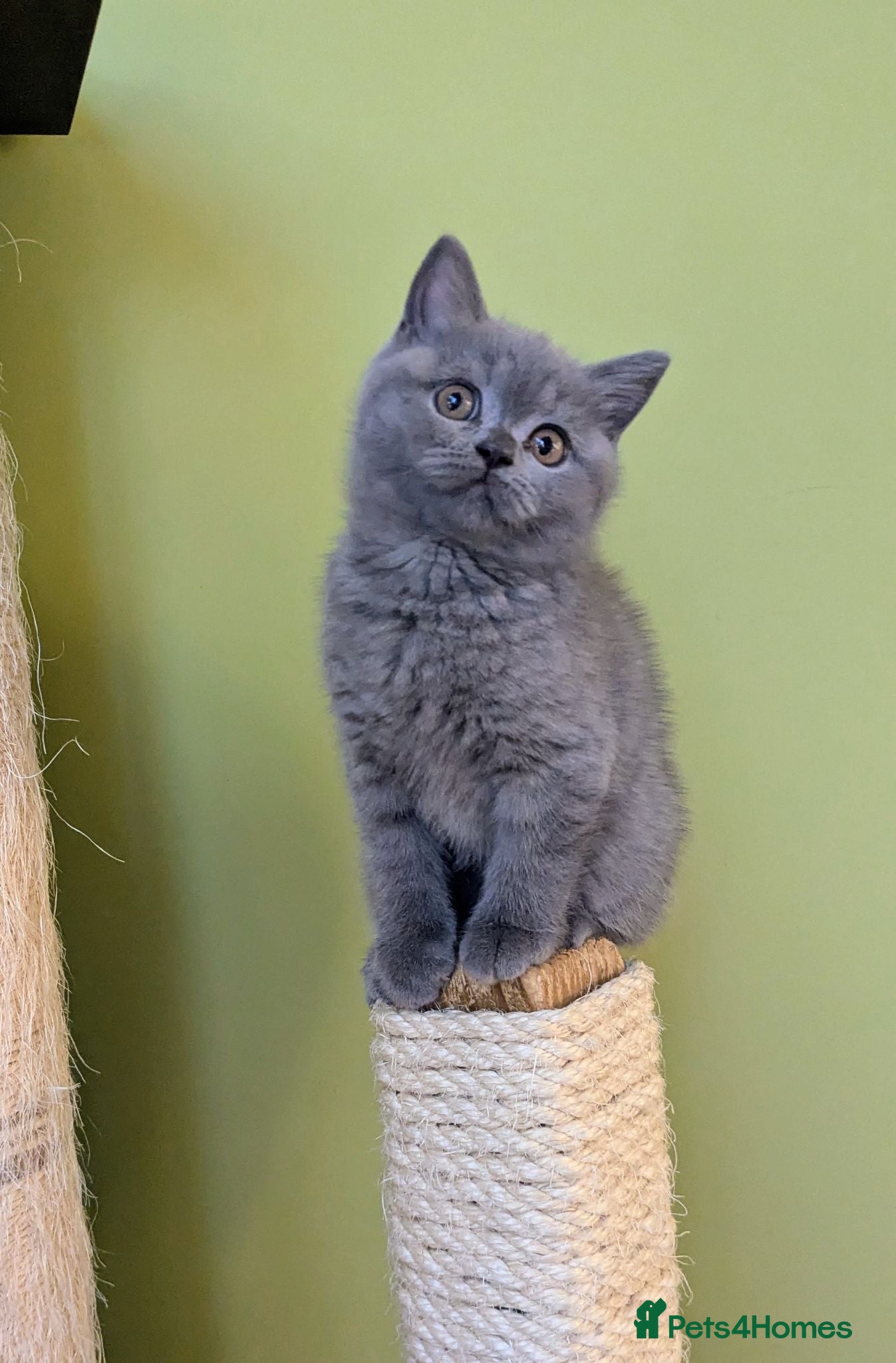 Scottish Fold cats Beautiful pedigree Scottish Straight kittens  - Advert 2