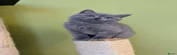 Scottish Fold cats for sale: Beautiful pedigree Scottish Straight kittens  - Advert 7