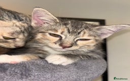 Scottish Fold cats for sale: Scottish Straight Kitten  - Image 5