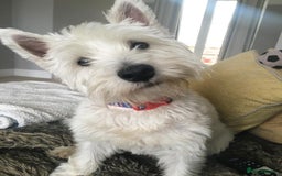West Highland Terrier dogs for sale: West Highland Terrier Boy - Image 4