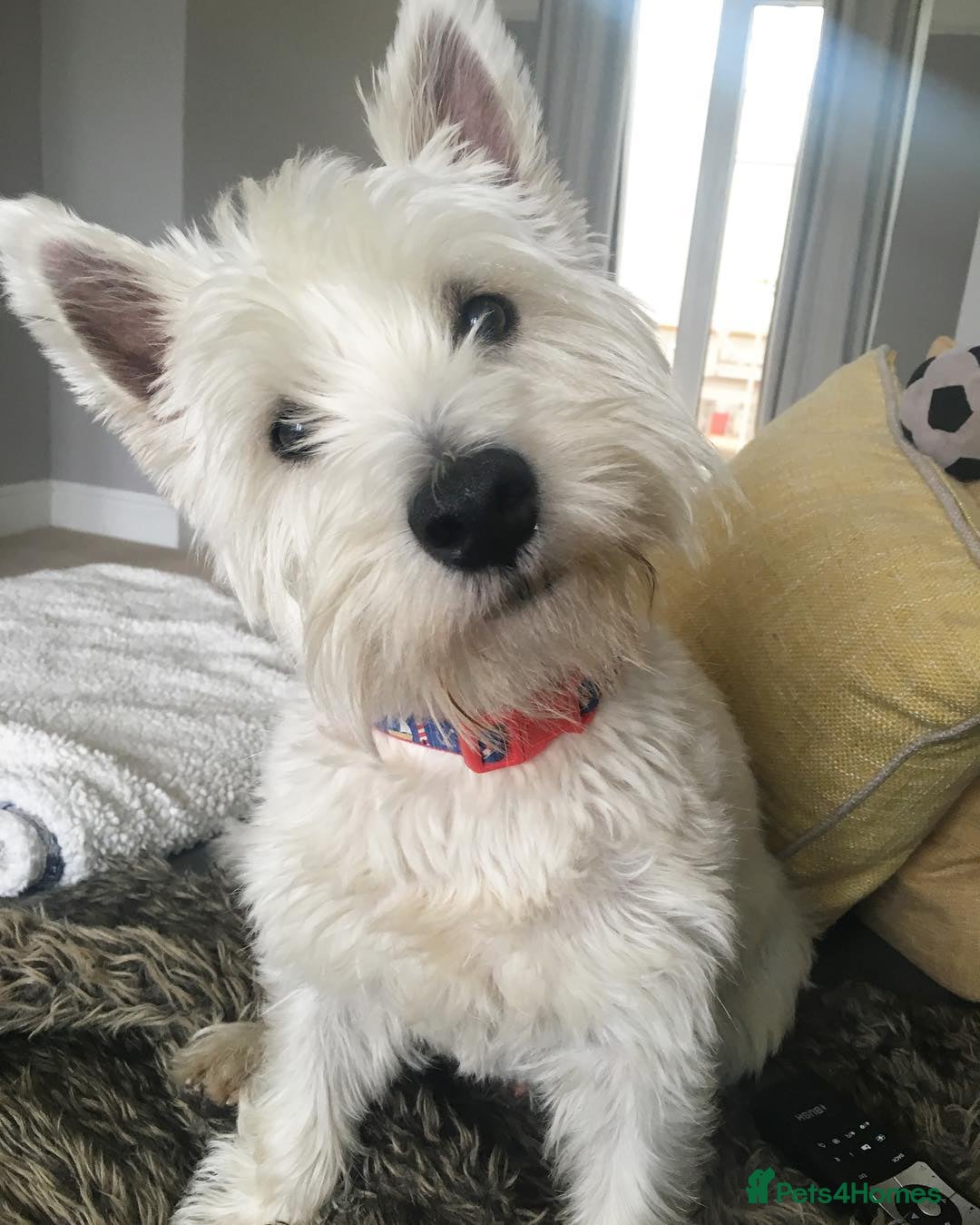 West Highland Terrier dogs for sale: West Highland Terrier Boy - Image 4