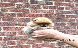 Pomeranian dogs for sale: 🐾Stunning 🐶Extra Small🐻 Teddy Face🔥 - Image 5