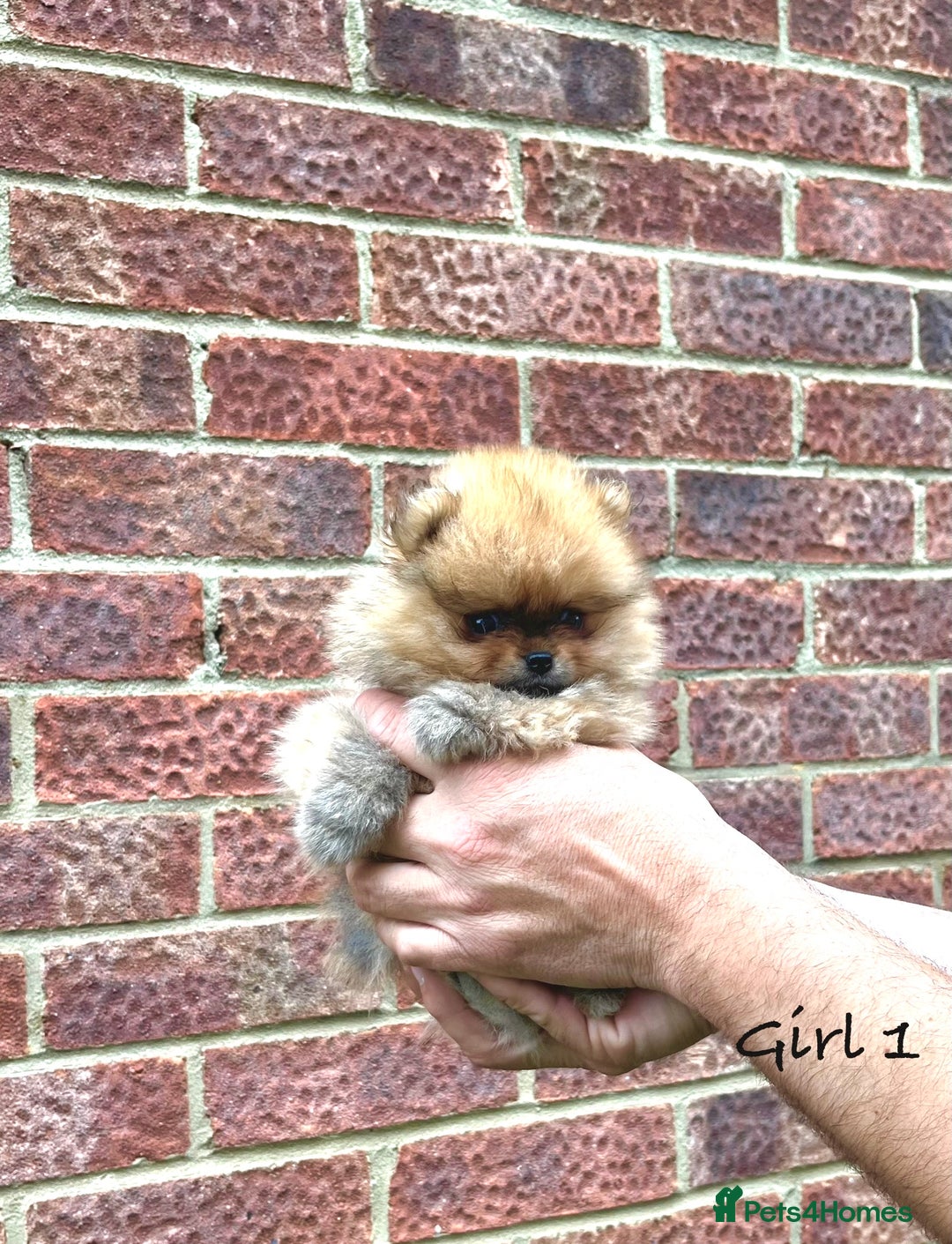Pomeranian dogs for sale: 🐾Stunning 🐶Extra Small🐻 Teddy Face🔥 - Image 5