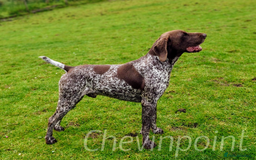 German Shorthaired Pointer dogs for stud: German Shorthaired Pointer at stud. in Skipton - Image 1