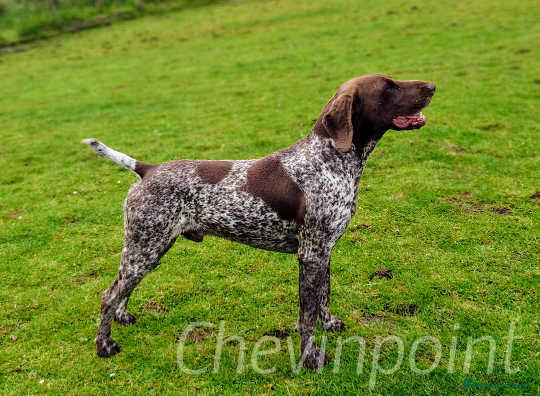 German Shorthaired Pointer dogs for stud: German Shorthaired Pointer at stud. in Skipton - Image 1