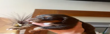 Cocker Spaniel 1