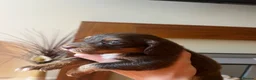 Cocker Spaniel dogs for sale: Cocker spaniel pups - Kc registered  - Advert 15