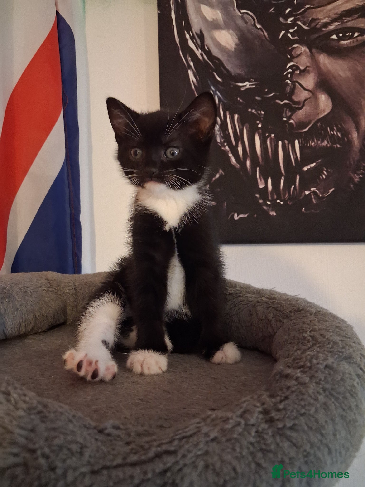 Domestic Shorthair cats ONLY 1 LEFT! TUXEDO KITTEN - Advert 23