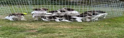 English Springer Spaniel dogs for sale: English Springer Spaniel dog pup - Advert 2