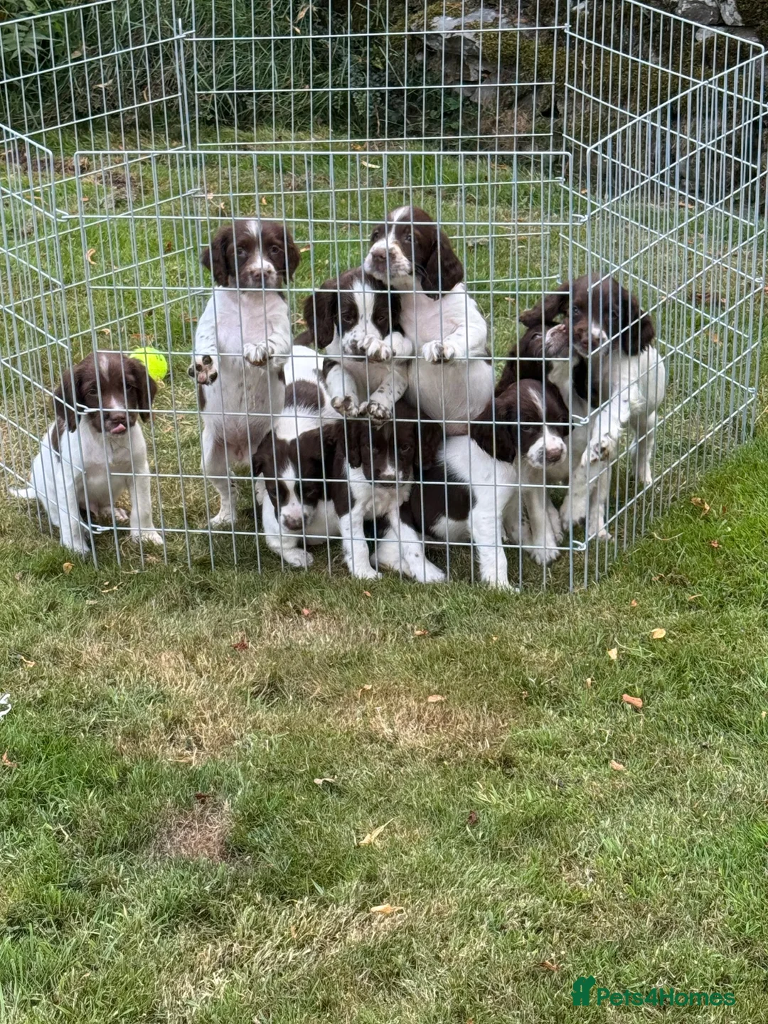 English Springer Spaniel dogs for sale: English Springer Spaniel dog pup - Advert 2