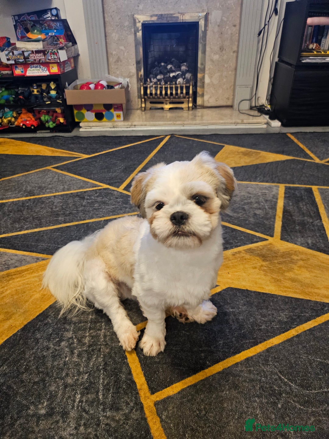 Shih Tzu dogs for sale: Shihtzu boy for sale -10 months old  - Image 1