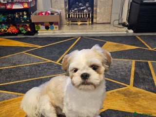 Shih Tzu dogs for sale - Advert 1