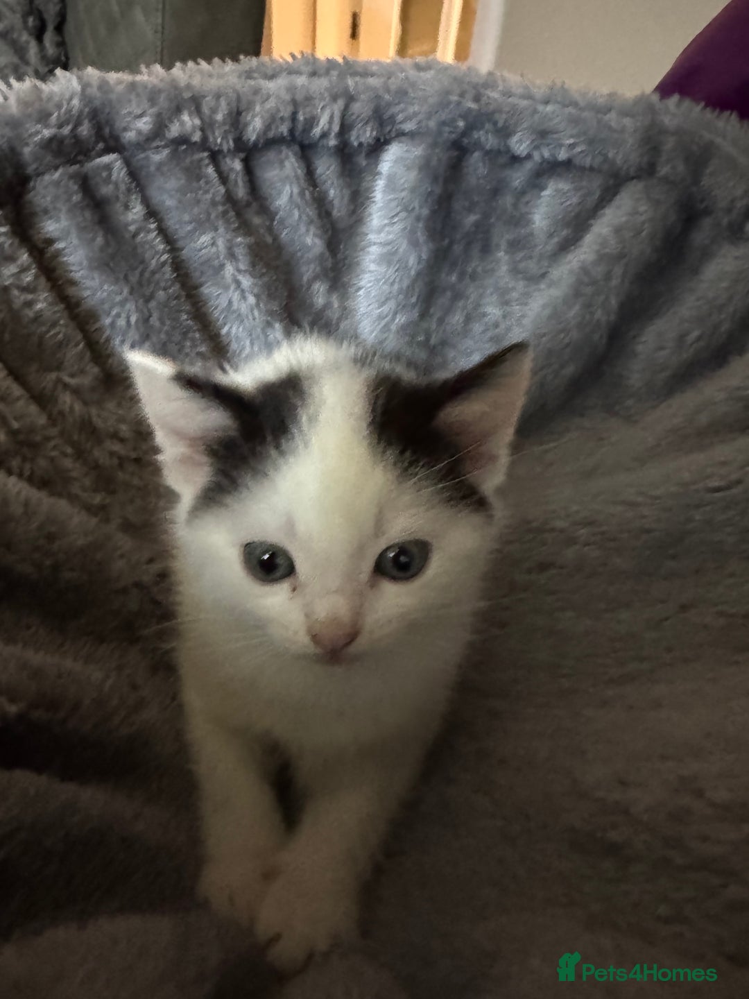 Mixed Breed cats for sale: Kittens for sale  - Advert 8