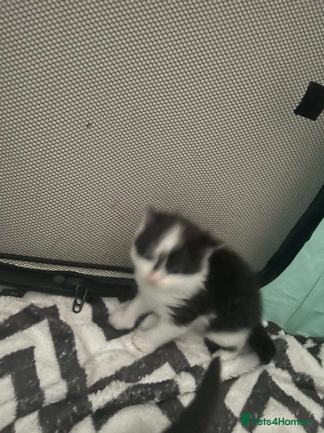 Turkish Angora cats for sale: Turkish angora kittens  - Image 13