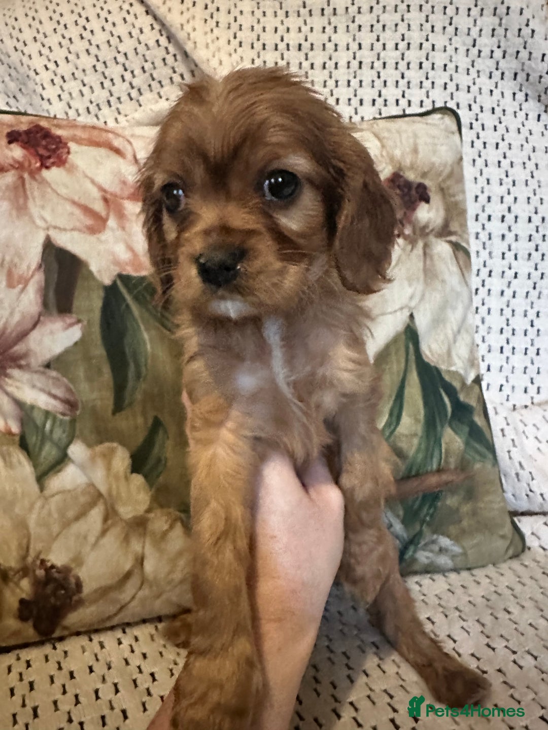 Cavalier King Charles Spaniel dogs for sale: Cavalier King Charles spaniel puppies  - Advert 23