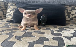 Chihuahua dogs for sale: KC Reg lilac and chocolates puppies READY NOW - Image 7