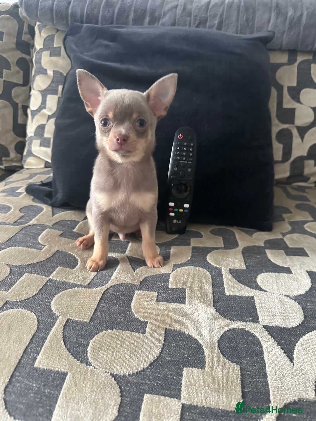 Chihuahua dogs for sale: KC Reg lilac and chocolates puppies READY NOW - Image 7