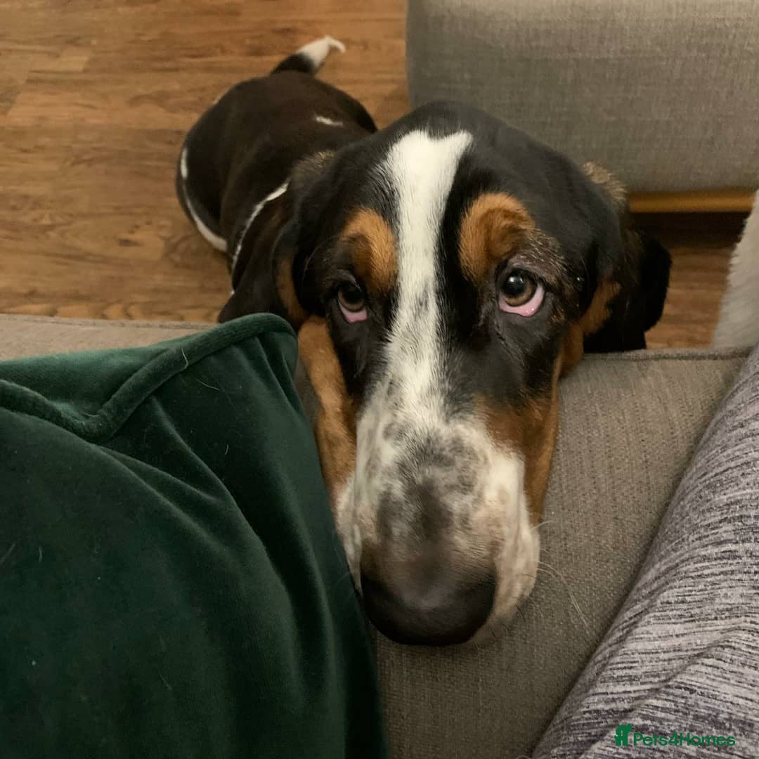 Basset Hound dogs for sale: Basset Hound Male - Advert 3