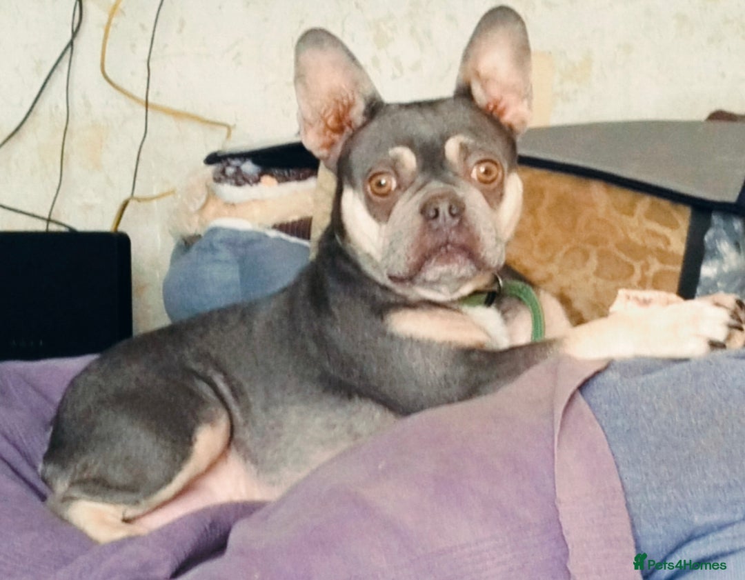 French Bulldog dogs for sale: French Bulldog Puppies For Sale  - Advert 12