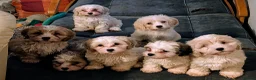 Mixed Breed dogs for sale: Adorable little bundles of joy!!  in Margate - Advert 2