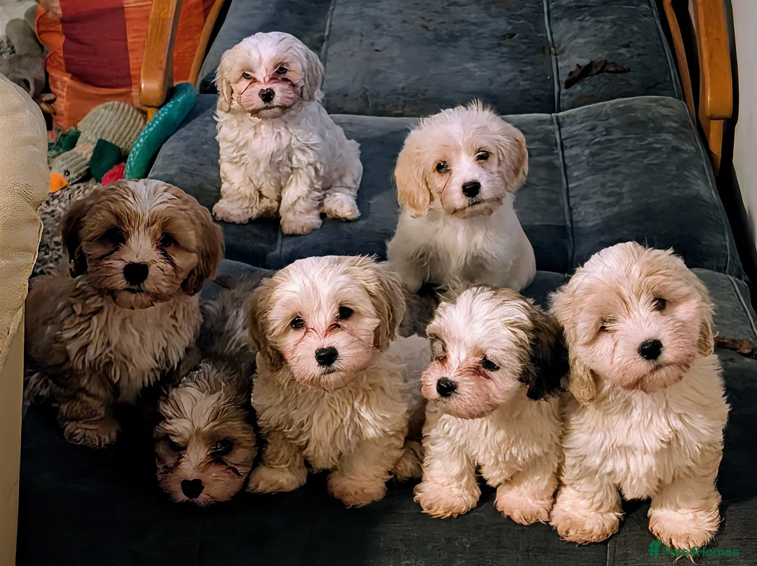 Mixed Breed dogs for sale: Adorable little bundles of joy!!  in Margate - Advert 2