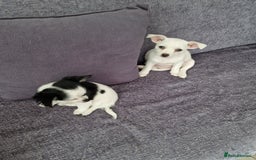 Chihuahua dogs for sale: Two little girls  - Image 5