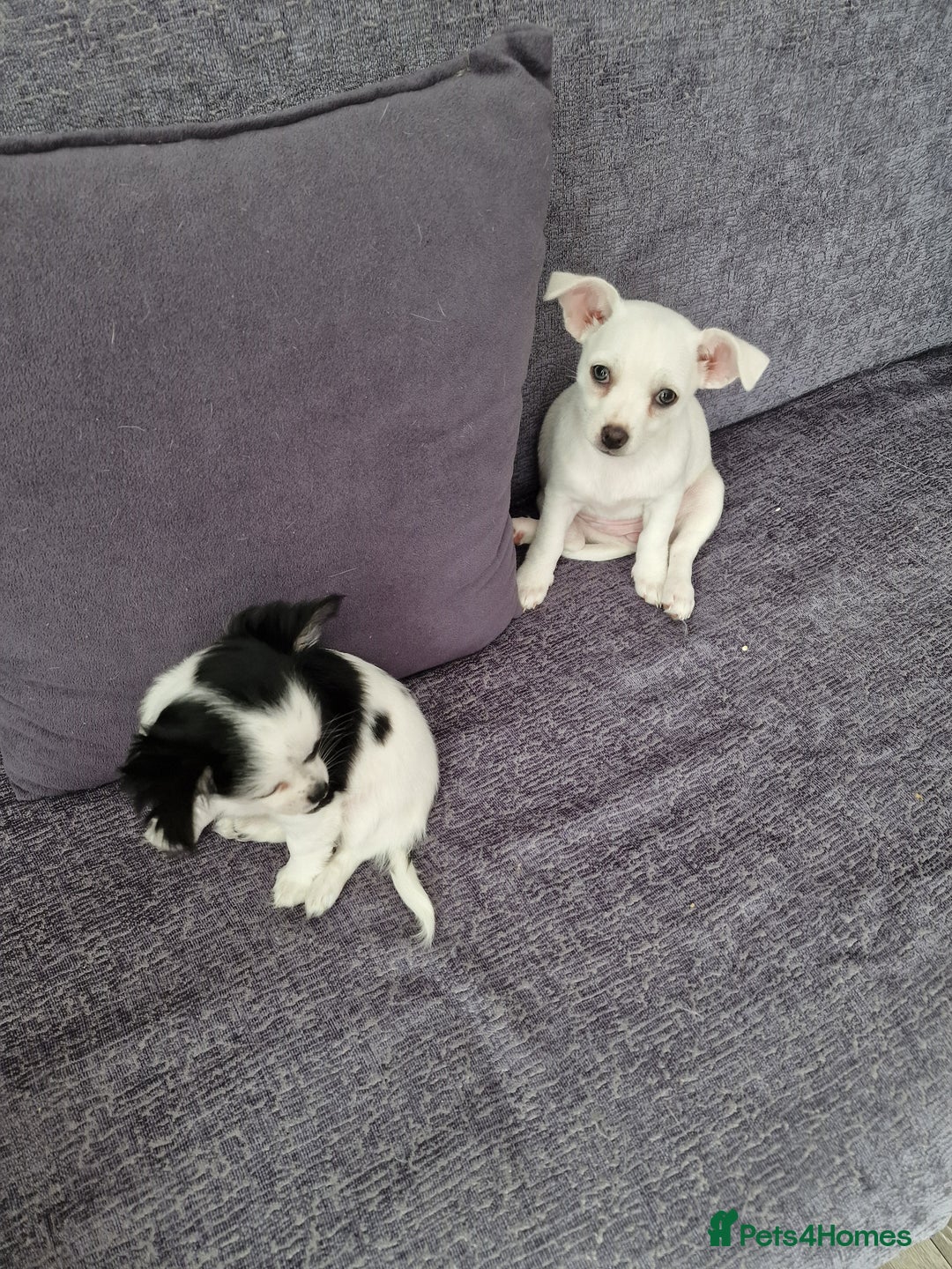 Chihuahua dogs for sale: Two little girls  - Image 5