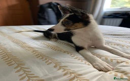 Border Collie dogs for sale: Border collies Dundee  - Image 23