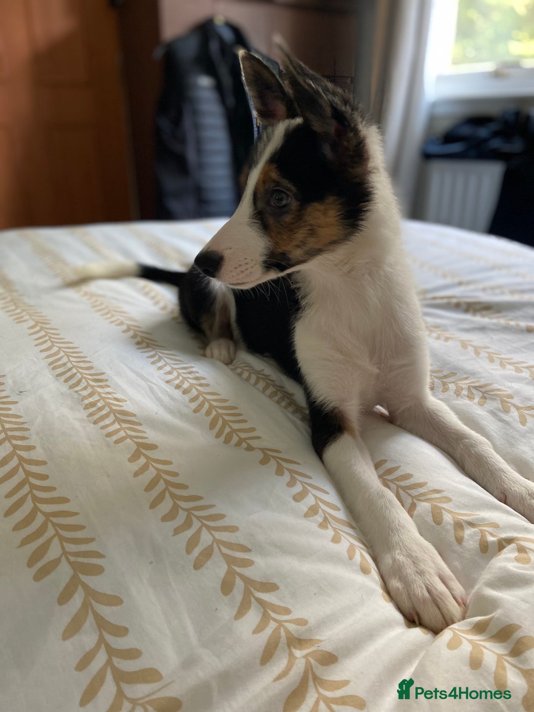Border Collie dogs for sale: Border collies Dundee  - Image 23